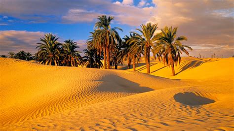 Palm Trees In The Desert Hd Wallpaper Background Image 1920x1080