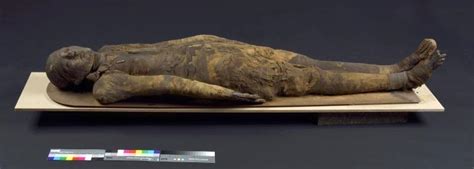 Human Remains Mummified Body National Museums Liverpool