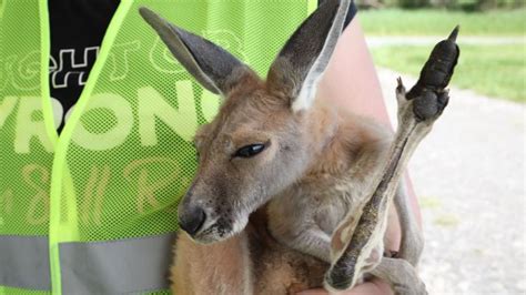 Can i bring my pets? Niagara County Down Under hosting free drive-thru zoo in ...
