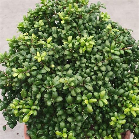 Buy ilex crenata 'convexa' japanese holly 'convexa': Buy Japanese holly 'Convexa' Ilex crenata Convexa: £6.99 ...