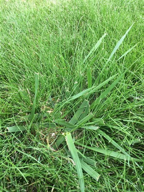 Advice For Grass Type And Weed For Nw Lawn The Lawn Forum