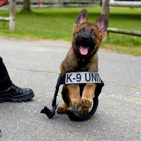 Police dog training took off in 1899, and has been growing and improving ever since. Boston Police puppy : aww