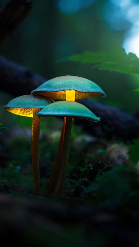 Neon Mushroom Wallpapers Top Free Neon Mushroom Backgrounds