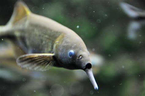 Peters Elephantnose Fish Alchetron The Free Social Encyclopedia