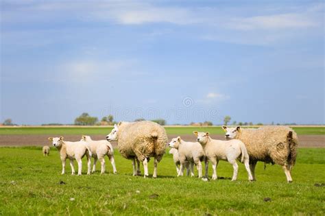Schapen En Lammeren Stock Afbeelding Image Of Nave Schapen 13224611