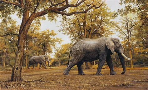 South African Wildlife Artist Johan Hoekstra Wildlife Art Collection