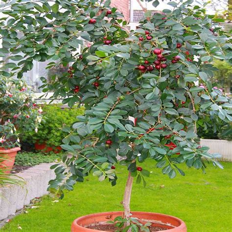 See more ideas about chocolate covered strawberries, strawberry, chocolate strawberries. Dwarf Tree 'Strawberry Guava' (Psidium littorale) | Guava ...