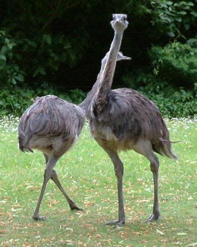 30 animales autóctonos de Argentina
