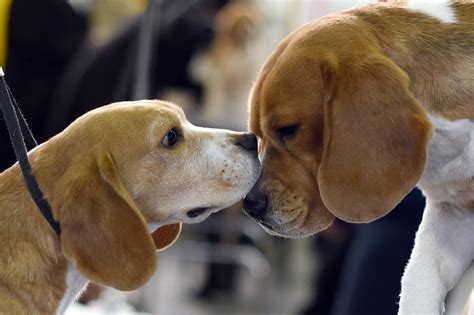 Why Do Dogs Nuzzle 5 Things Your Dog Is Trying To Tell You When They