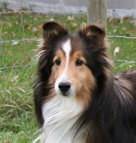 17 Border Collie Mixes Charming And Charismatic Collie Combos Collie
