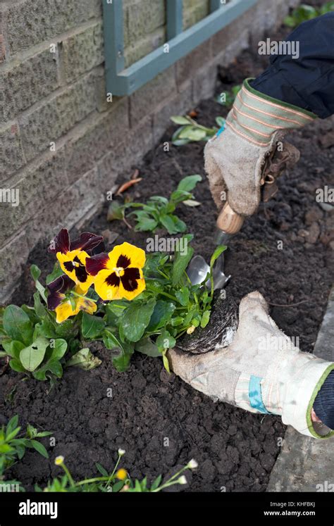 Close Up Of Man Person Gardener Planting Winter Flowering Pansy In