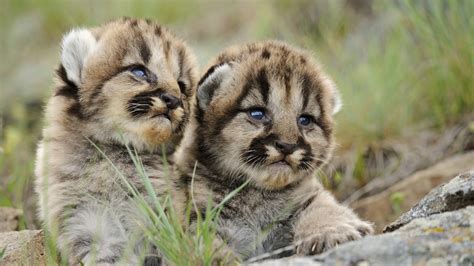 Bekijk meer ideeën over schattig, schattige dieren, dieren. Dieren Achtergronden | HD Wallpapers