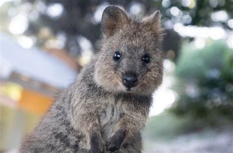 Mencari Bahagia Bersama Quokka, Fauna Murah Senyum di Australia