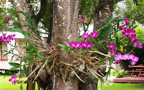 Planta Que Vive Sobre O Solo