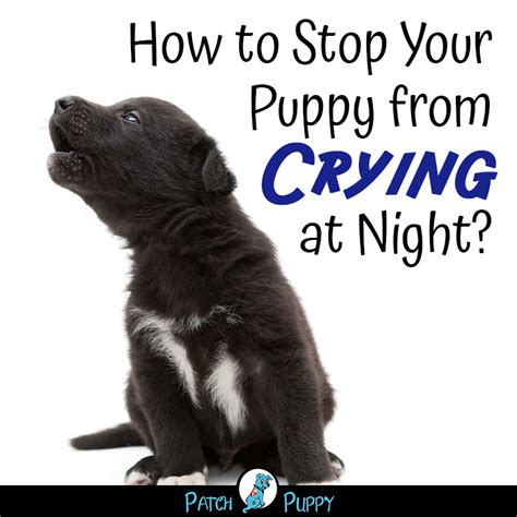 Instead, it provides your dog with a safe home, where she can learn. Crate Training A Puppy Crying - Pets Ideas