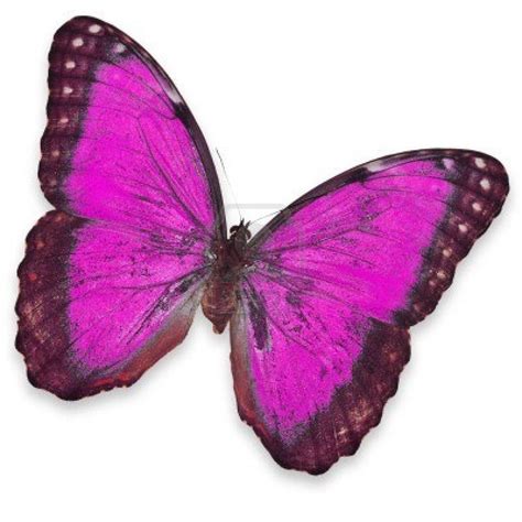 47 Pink And Purple Butterfly Wallpaper