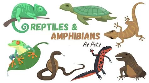Amphibians And Reptiles As Pets Everything You Need To Know Pets Bunch