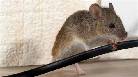 Penyakit Yang Disebabkan Tikus Kenali Gejala Dan Hindari Penularannya