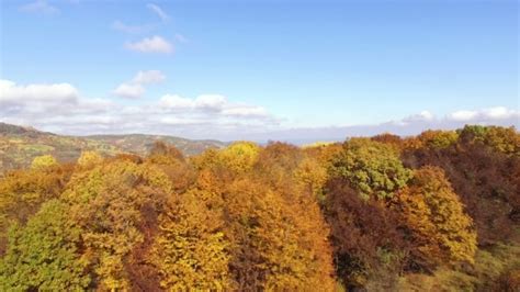 Flying Above Autumn Forest Stock Footage Videohive