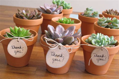 Mini Succulents Wedding Favors Wedding Decor Ideas
