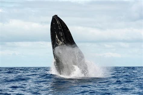 Humpback whale jumping out of the water. Humpback Whale Breaching Photograph by Christopher Swann ...
