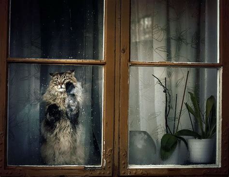 Pin By Kittyworks Cats On Cat In The Window Cat Window Animal Photo