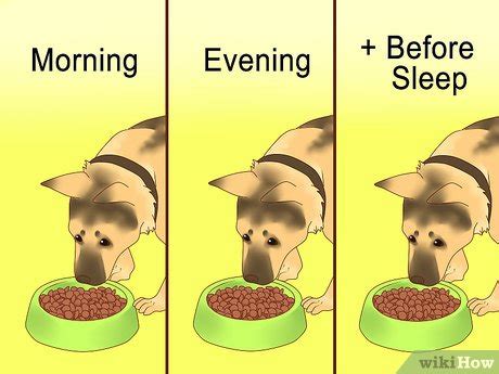 Maybe you would like to learn more about one of these? 3 Ways to Make Your German Shepherd Gain Weight - wikiHow Pet