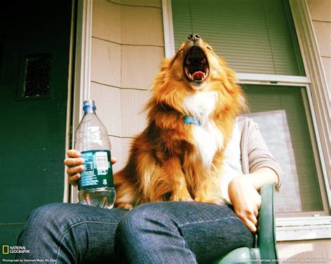 C Shannon West With Images Dog Yawning Funny Optical Illusions