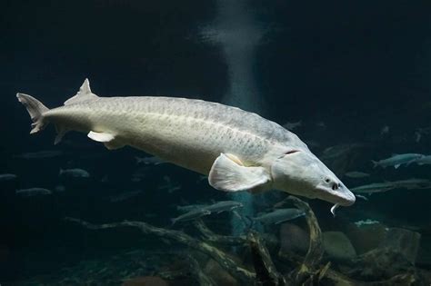 World Record Sturgeon: Discover the Largest Sturgeon Ever Caught - A-Z