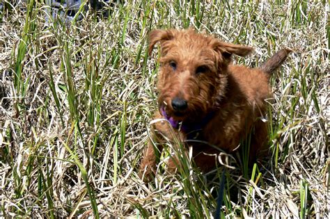 Irish Terrier Information - Dog Breeds at thepetowners