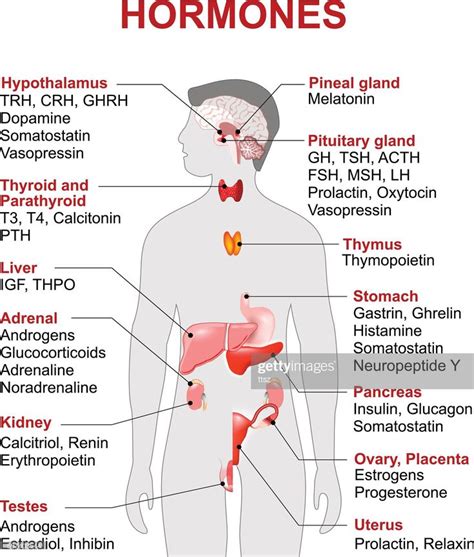 Endocrine Gland And Hormones Human Endocrine System Anatomy Human Medical Knowledge
