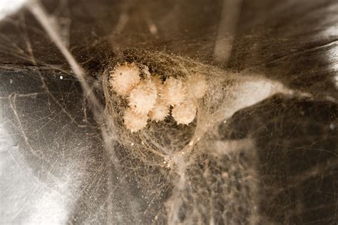 A venomous black widow spider was found in punnet of grapes from an asda store in warwickshire. photo
