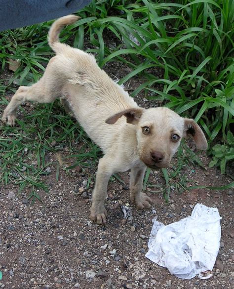 Cachorrito Abandonado En La Carretera Puppy Abandoned On Flickr