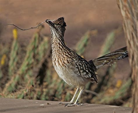 Pictures And Information On Greater Roadrunner