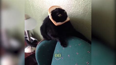 Cats Head Stuck In Bread Slice Youtube