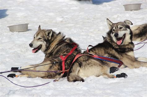 Sled Dog Care Part 2 Turning Heads Kennel