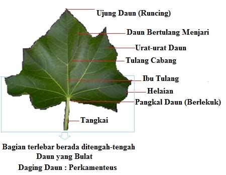 Fungsinga adalah untuk melindungi jaringan daun yang ada dibawahnya. Klasifikasi, Ciri - Ciri Kingdom Plantae, Dan Sistem Organ ...