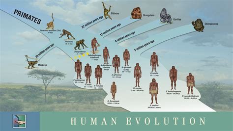Ken Hokes Human Evolution Timeline Human Evolution Tree Biological