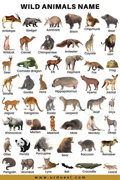 Wild Animals Pictures And Their Names Viewing Gallery