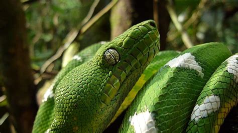 Top 5 Reptiles From The Amazon Rainforest Animals Mania