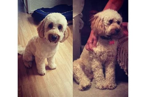 Cute Cockapoo Haircut Ideas All The Different Types And Styles