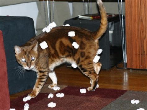 It doesn't matter if i'm opening a jar of peanut butter or opening a bag of nuts, my cats want to know what's happening the moment i'm doing anything! Ten Very Curious Cats Covered in Packing Peanuts