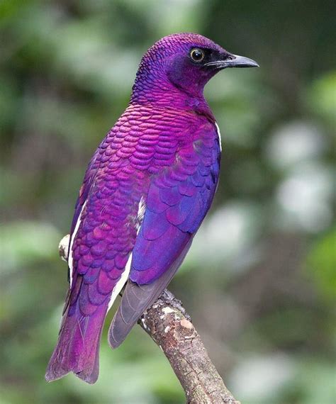 Violet Backed Starling Also Called Plum Colored Starling Or Amethyst
