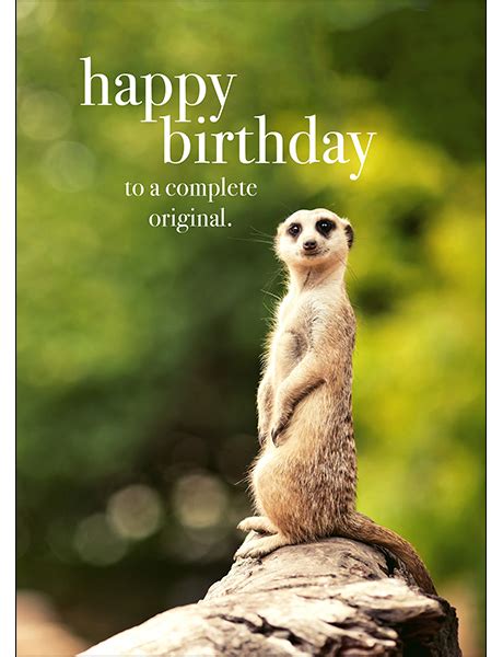 Meercat Birthday Card Complete Original Happy Birthday Animals