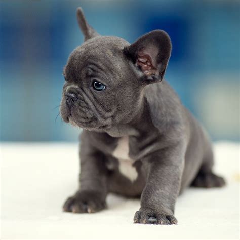 The french bulldog is an affectionate dog breed that loves to play. French Bulldog Puppies For Sale | Pittsburgh, PA #295957