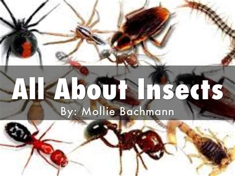 All About Insects By Mollie Bachmann