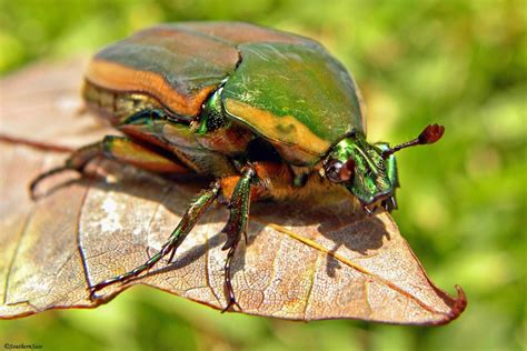 6 Bug Or Beetle Biological Science Picture Directory