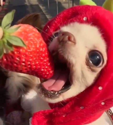 Mmm Strawberrys Funny Animal Photos Really Cute Dogs Cute Funny Animals