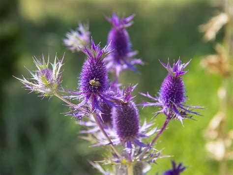 You can also choose to wall the bees into the farm area so they don't leave. Bees Like Purple Flowers Photograph by Doug LaRue