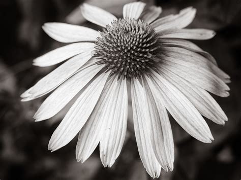 Monochrome Flowers Trevor Labarge